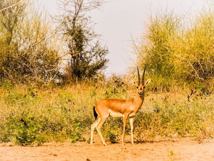 Wild life of Thar desert Jaisalmer, india