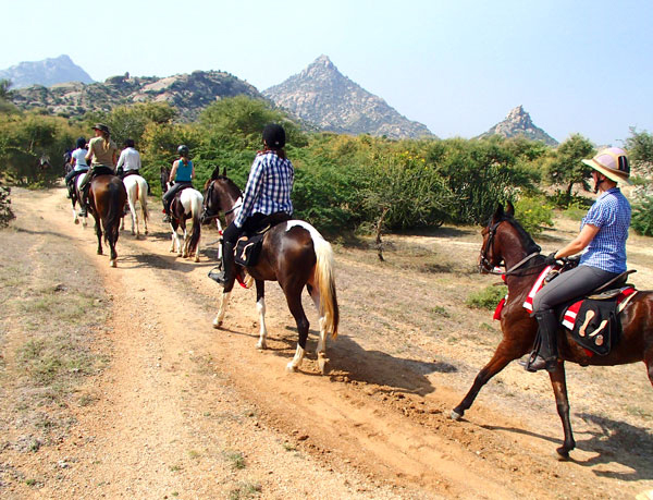 bird Jawai