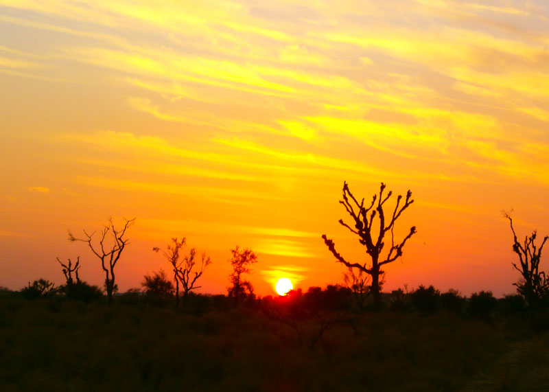 sleeping under the stars! thar desert jaisalmer